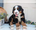 Small Photo #14 Bernese Mountain Dog Puppy For Sale in BIRD IN HAND, PA, USA