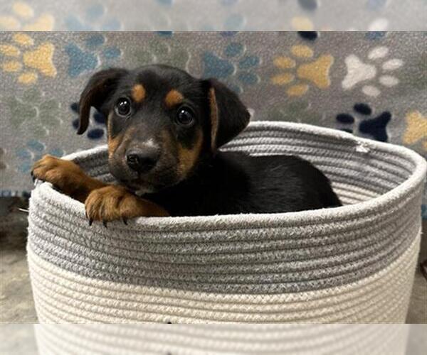 Medium Photo #1 Carolina Dog-Unknown Mix Puppy For Sale in Rosenberg, TX, USA