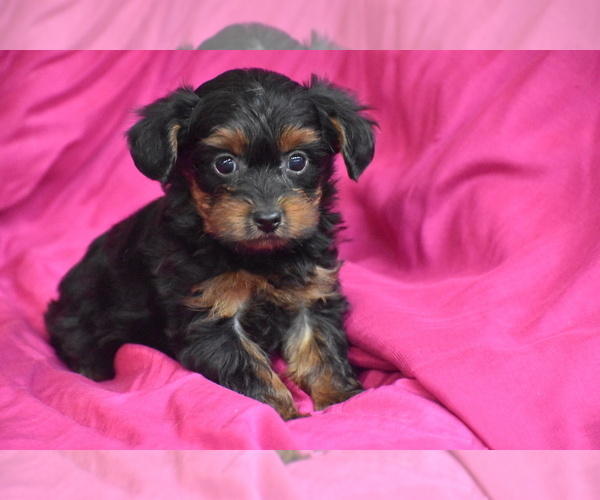 Medium Photo #1 Yorkipoo Puppy For Sale in ELDORADO, OH, USA