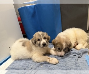 Great Pyrenees Puppy for sale in FRANKFORT, KY, USA