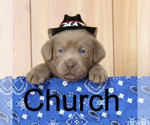 Labrador Retriever Puppy for sale in MARSHFIELD, MO, USA