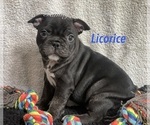 Small #9 Faux Frenchbo Bulldog