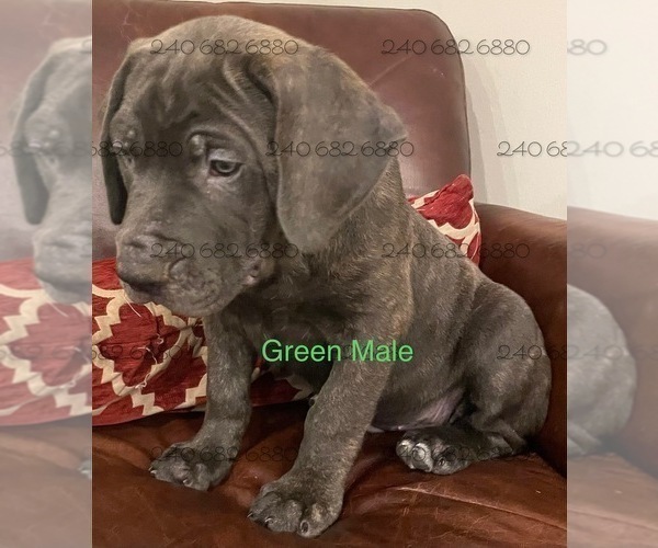 Full screen Photo #3 Cane Corso Puppy For Sale in DENTSVILLE, MD, USA
