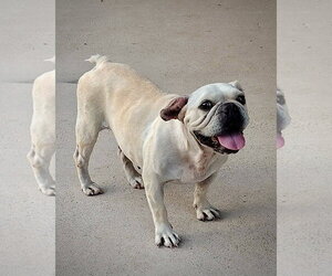 Frankie the Frenchie - Female French Bulldog Dog for Adoption - Photo #2