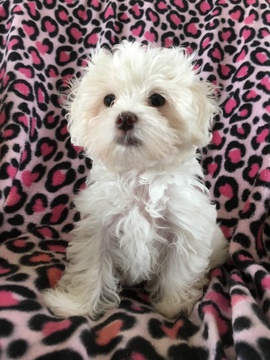 Medium Photo #2 Maltese Puppy For Sale in SARASOTA, FL, USA