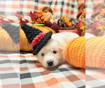 Small Photo #4 Gerberian Shepsky Puppy For Sale in Severn, MD, USA