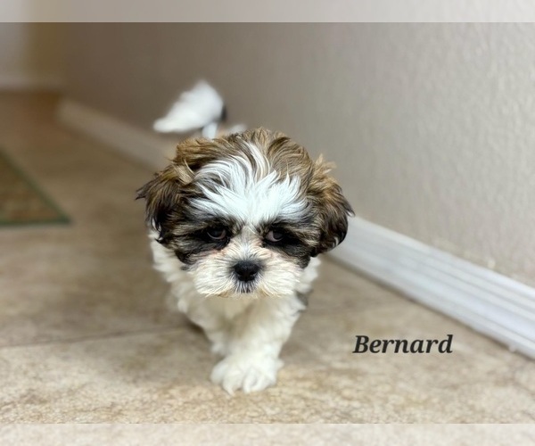 Medium Photo #3 Shih Tzu Puppy For Sale in TUCSON, AZ, USA