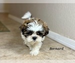 Small #2 Shih Tzu