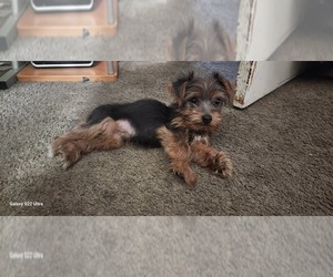 Yorkshire Terrier Puppy for Sale in CO SPGS, Colorado USA