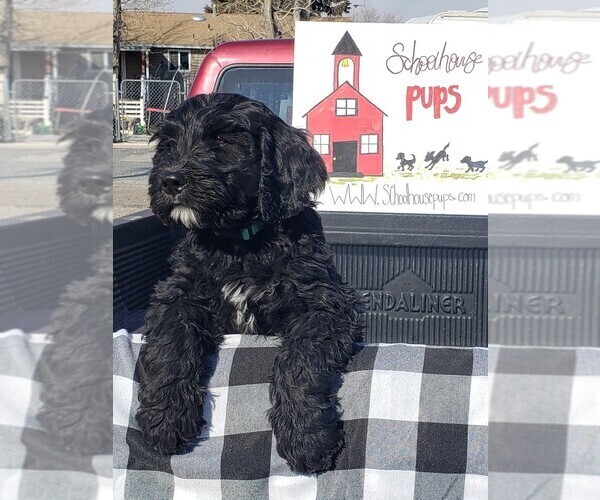 Medium Photo #25 Bernedoodle Puppy For Sale in GRANTSVILLE, UT, USA