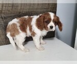 Small #2 Cavalier King Charles Spaniel