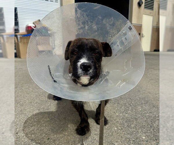Medium Photo #2 Mutt Puppy For Sale in Riverside, CA, USA