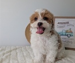 Small Photo #15 Poovanese Puppy For Sale in GOSHEN, IN, USA