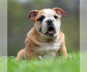 Medium Bulldog