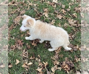 Border Collie Puppy for sale in NEW BUFFALO, MI, USA