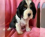 Puppy Pink Collar English Springer Spaniel