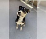 Small Mutt