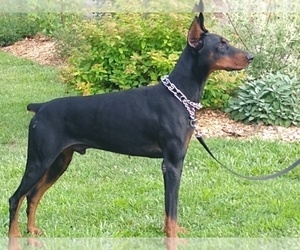 Doberman Pinscher Puppy for sale in TRAVELERS REST, SC, USA