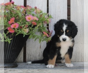 Bernedoodle (Miniature) Puppy for sale in FREDERICKSBURG, OH, USA