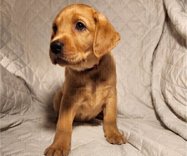 Medium Photo #71 Labrador Retriever Puppy For Sale in BUFFALO, NY, USA
