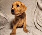 Small Photo #71 Labrador Retriever Puppy For Sale in BUFFALO, NY, USA