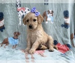 Small #4 Goldendoodle