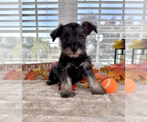 Medium Photo #5 Schnauzer (Miniature) Puppy For Sale in GREENFIELD, IN, USA