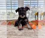 Small #4 Schnauzer (Miniature)