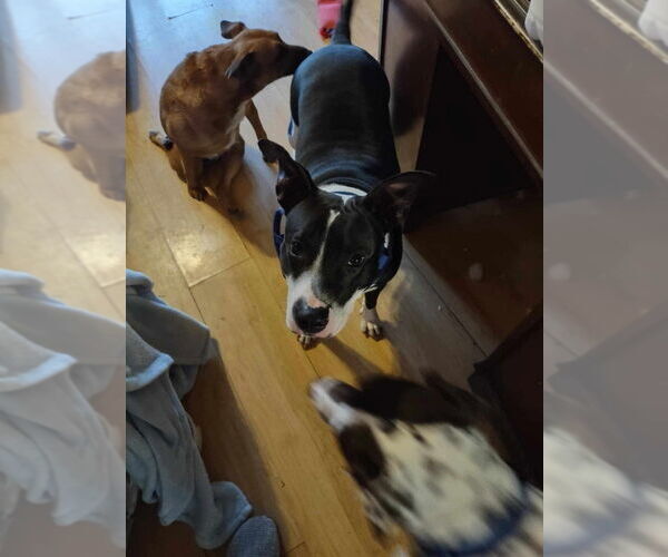 Medium Photo #4 Mutt Puppy For Sale in FRAMINGHAM, MA, USA