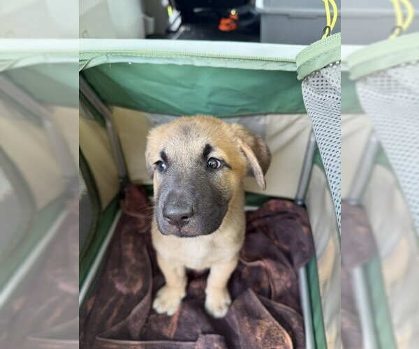 Medium Photo #1 Mutt Puppy For Sale in Jackson Township, NJ, USA