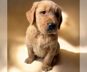 Golden Retriever Puppy for sale in NEOLA, WV, USA
