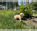 Small #10 Goldendoodle-Shih Tzu Mix
