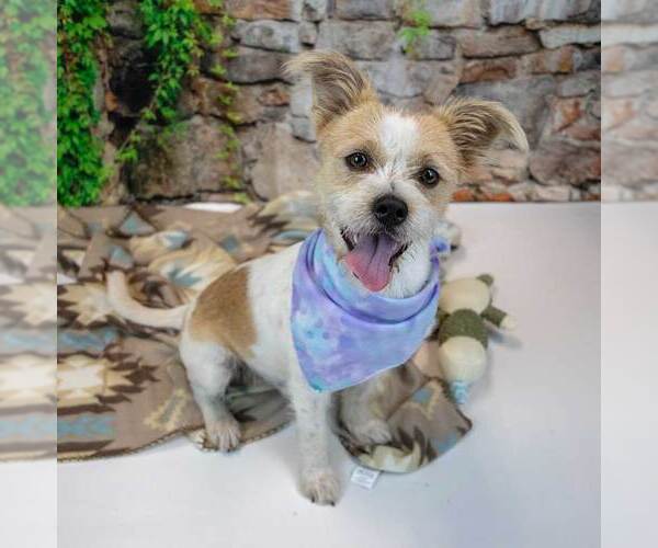 Medium Photo #7 Mutt Puppy For Sale in Kennesaw, GA, USA