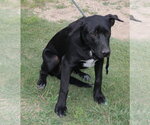 Small #2 Labrador Retriever