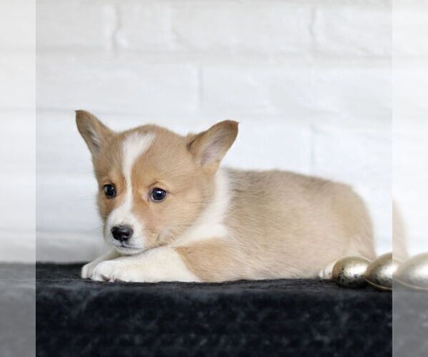 Medium Photo #6 Pembroke Welsh Corgi Puppy For Sale in PARADISE, PA, USA