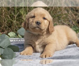 Medium Golden Retriever