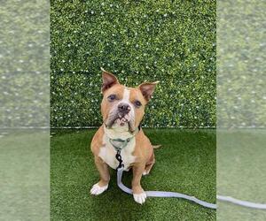 GERALD - Male Bulldog-Unknown Mix Dog for Adoption - Photo #2