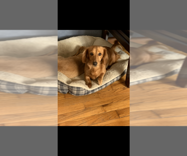 Medium Photo #1 Dachshund Puppy For Sale in CONVOY, OH, USA