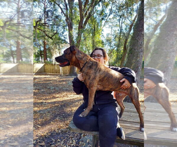 Medium Photo #2 Mutt Puppy For Sale in St. Augustine, FL, USA