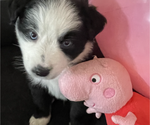 Small Photo #1 Miniature Australian Shepherd Puppy For Sale in WILLIS, TX, USA