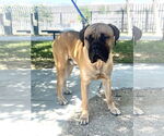 Small #4 Bullmastiff