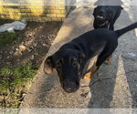 Small #1 Labrador Retriever Mix