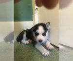 Small Photo #2 Siberian Husky Puppy For Sale in WARREN, OH, USA