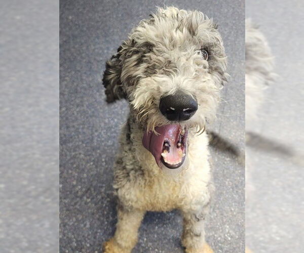 Medium Photo #1 Poodle (Standard) Puppy For Sale in Anchorage, AK, USA