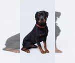 Small #1 Rottweiler