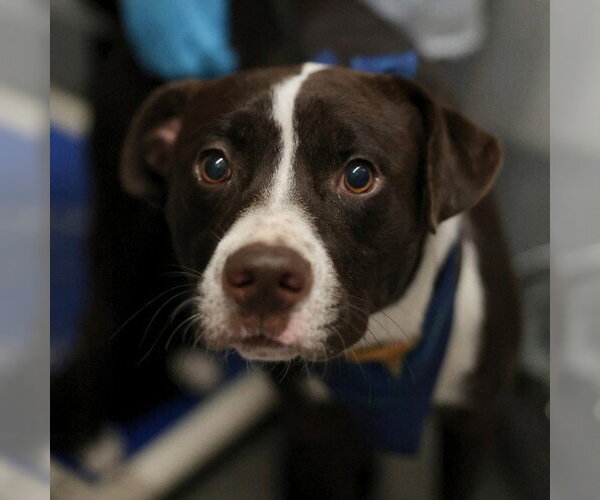 Medium Photo #1 American Staffordshire Terrier Puppy For Sale in San Antonio, TX, USA