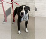 Small American Pit Bull Terrier