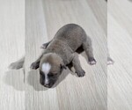 Puppy Tan Female American Pit Bull Terrier