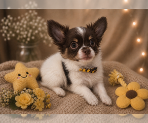 Chihuahua Puppy for sale in MANSFIELD, TX, USA