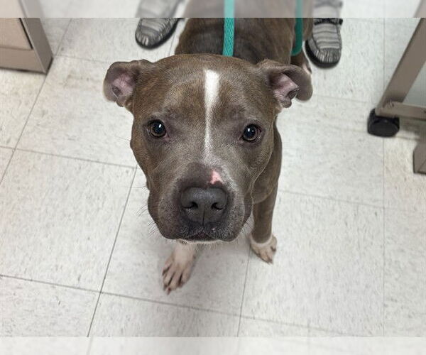 Medium Photo #1 Mutt Puppy For Sale in Ames, IA, USA